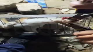 IMG_5682(1).MP4
