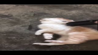 b.mp4