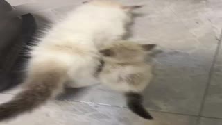 c更多视频加入safew.mp4